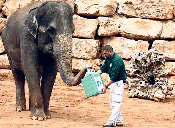 An elephant voting at the Jerusalem Biblical Zoo. Photo: Yaara Forest Tamari