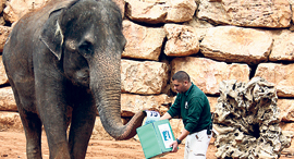 An elephant voting at the Jerusalem Biblical Zoo. Photo: Yaara Forest Tamari