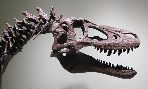 השלד של הדינוזאור טי-רקס , צילום: Ebay