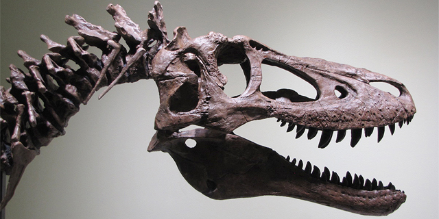 למכירה ב-eBay: השלד היחיד של דינוזאור טי-רקס תינוק
