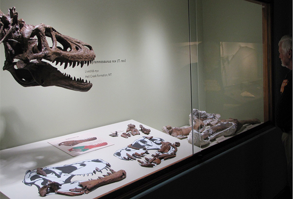 דינוזאור טי רקס למכירה איביי 2, צילום: Ebay
