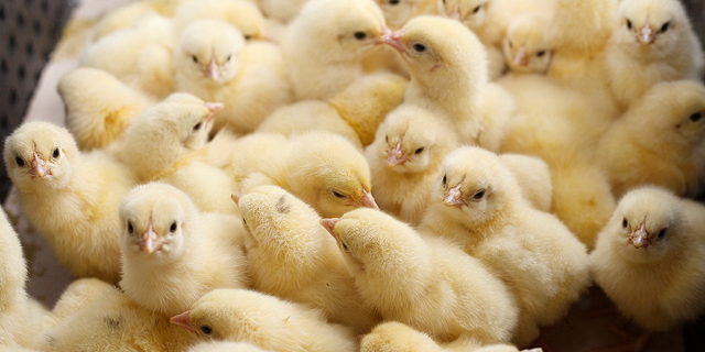 Ultrasound-for-Eggs Startup Wants to Save the Poultry Business From Its Own Bad Practices