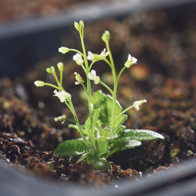 מוסף שבועי 2.5.19 זהו צמח ארבידופסיס תודרנית לבנה, צילום: Salk Institute