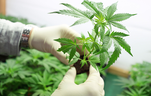 Medical cannabis. Photo: Shutterstock
