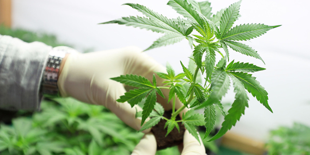 Medical cannabis. Photo: Shutterstock