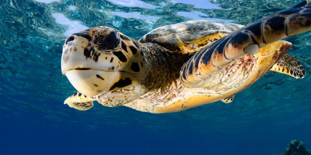 Sea turtle. Photo: Coco Palm Dhuni Kolhu