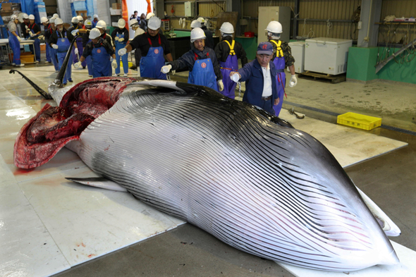 לווייתן שניצוד ביפן, צילום: אי פי איי