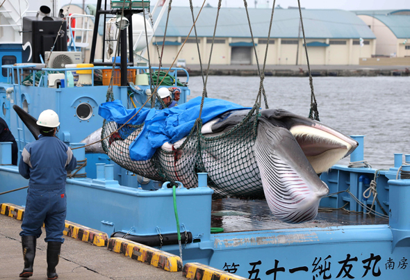 חזרו לצוד לווייתנים ביפן, צילום: אי פי איי