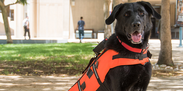 This Dog Vest Sends Good Vibes to Search and Rescue Pups