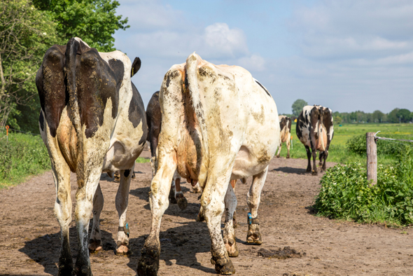 Cows. Photo: Shutterstock