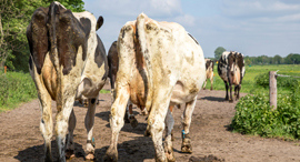 Cows. Photo: Shutterstock