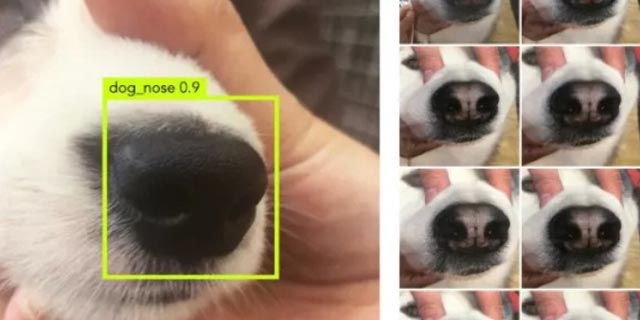 פיתוח סיני: זיהוי כלבים שהלכו לאיבוד לפי טביעת האף שלהם