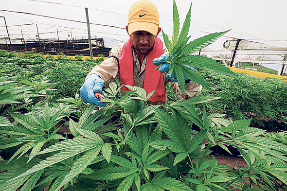 Cannabis farmer in Colombia. Photo: Reuters
