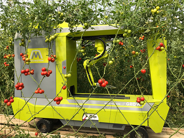 MetoMotion's tomato-picking robot. Photo: MetoMotion