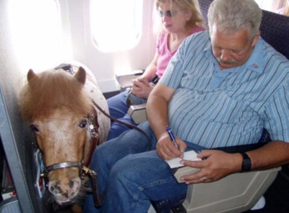 סוס פוני בטיסה 