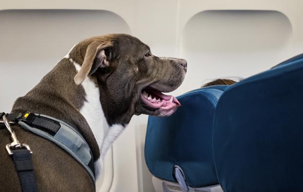 כלב פיטבול בטיסה