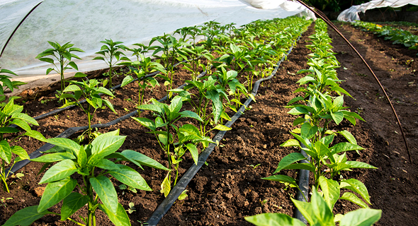 Drip irrigation. Photo: Shutterstock