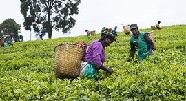 Tea farmers in Rwanda. Photo: Shutterstock
