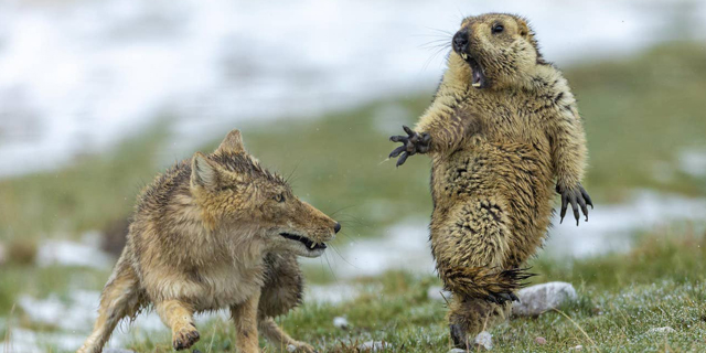 סצנות מדהימות מהטבע: תמונות השנה מתחרות צילומי חיות הבר 