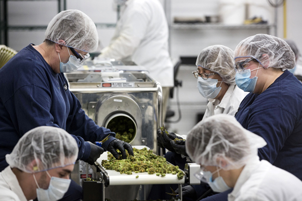 עובדי קאנופי ממיינים פרחי קנאביס במפעל באונטריו, צילום: בלומברג