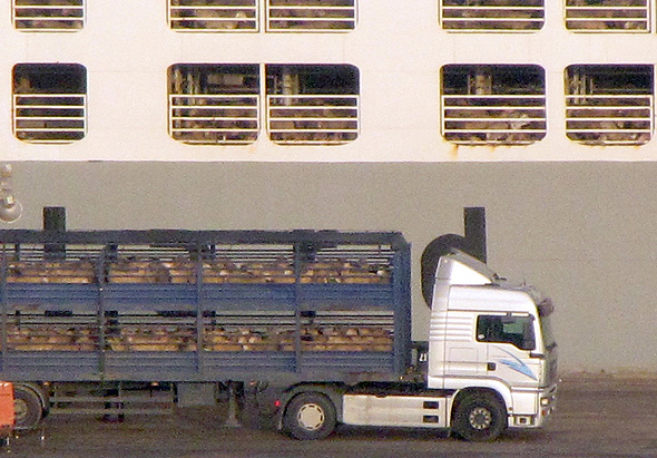 Shipping live cattle. Photo: Animals