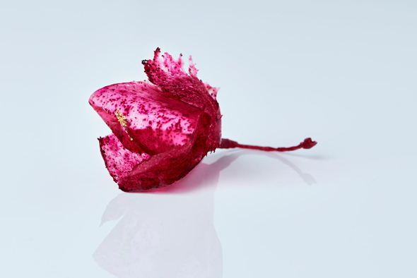 “היביסקוס". פרח שעשוי מדפים דקים ומיובשים של scoby תרבית שמרים וחידקים המשמשת להתססת קמבוצ’ה, צילום: CLAES BECH POULSEN