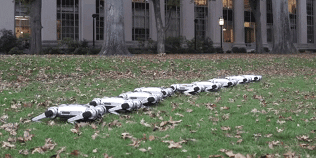 צפו: הרובוטים החמודים של MIT לומדים לעבוד בלהקה