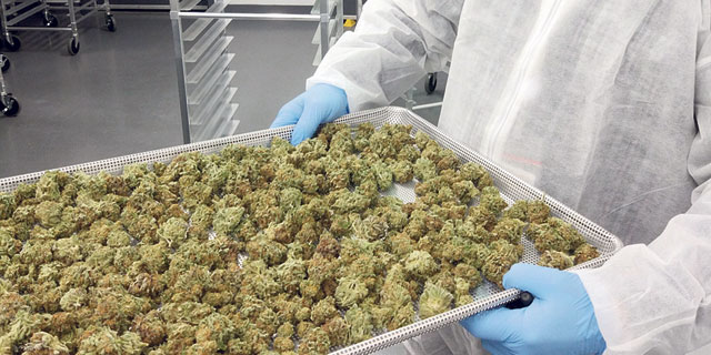 Canada’s Cannabis Engine Struggles to Climb Up Regulation Hill