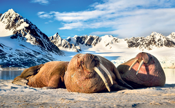 ניבתנים בסכנת הכחדה ליד האוקיינוס הארקטי 