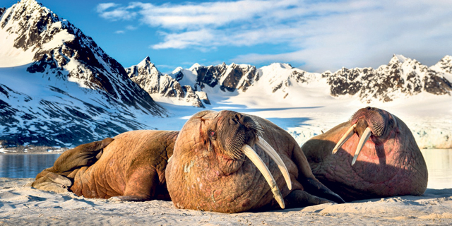 ניבתנים באי שפיצברגן שבסכנת הכחדה. האוקיינוס הארקטי , צילום: רועי גליץ