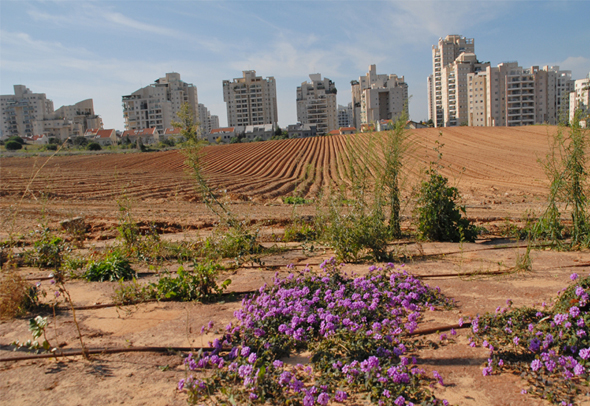 קרקע חקלאית. "עבור מרבית הישראלים התחום עדיין מתחת לרדאר" , צילום: אודי שטייוול פיקיוויקי