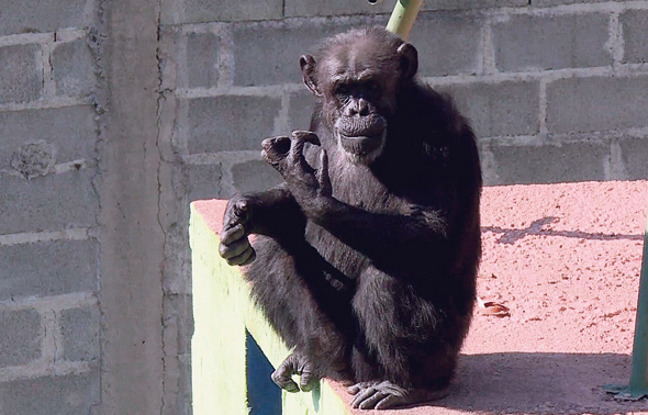 השימפנזה ססיליה, צילום: גטי אימג