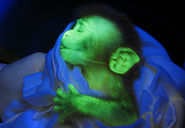 A glow-in-the-dark monkey. Photo: Anthony Chan