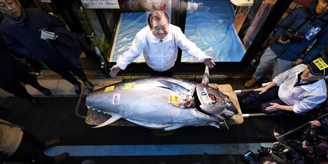 יפן: מסעדת סושי שילמה 1.8 מיליון דולר עבור דג טונה