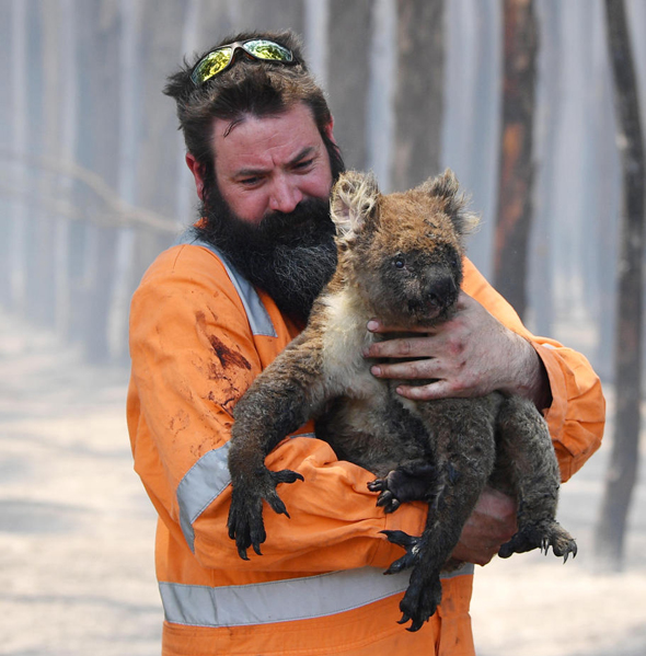 הצלת קואלה במהלך שריפות הענק באוסטרליה, לפני כחצי שנה