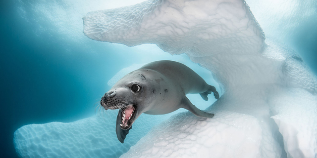 תעצרו את הנשימה: התמונות הזוכות בתחרות צילומים מתחת למים 