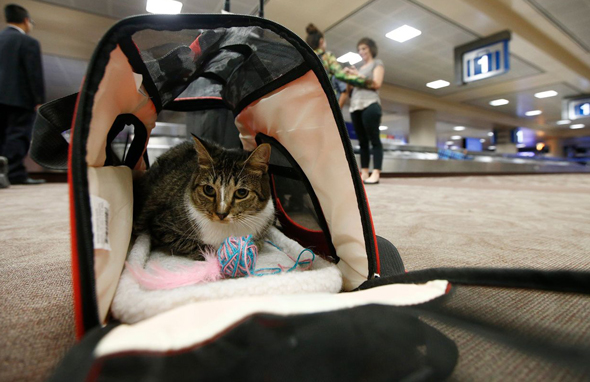 חתול בטיסה, צילום: איי פי