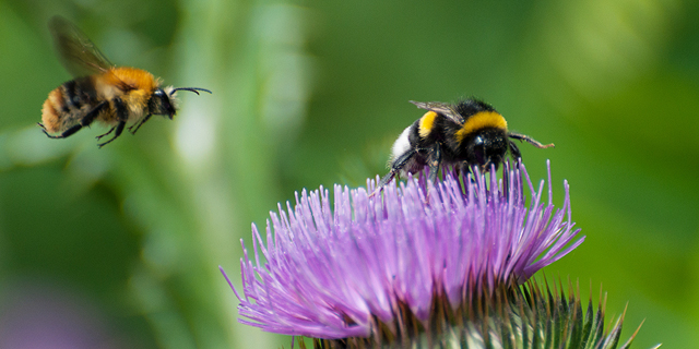 מחקר: גלי חום כבדים מדלדלים את אוכלוסיית הדבורים בעולם