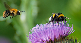 Bees. Photo: Shutterstock