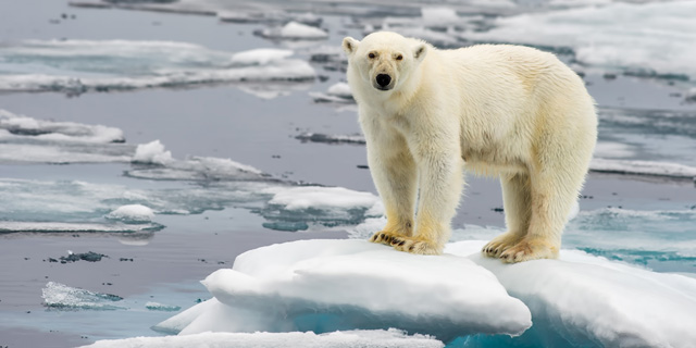 הירידה המתמשכת בכמות הקרח באזור הארקטי פוגעת בבריאות דובי קוטב