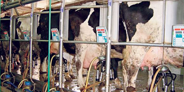 An Israeli Kibbutz Is About to Earn NIS 100 Million From Cows