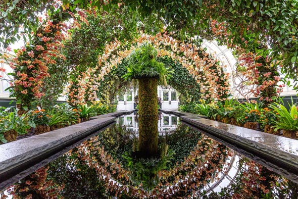סחלבים בגן הבוטני בניו יורק. מפגן מרשים, צילום: courtesy New York Botanical Garden