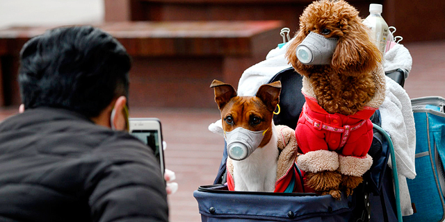 כלבים עם מסכות בסין, צילום: איי אף פי