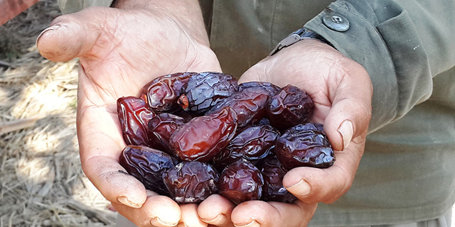 Black Gold: How One Variety of Dates Took Over a Billion Shekels Industry