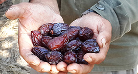 Medjool dates. Photo: Booki Glasner