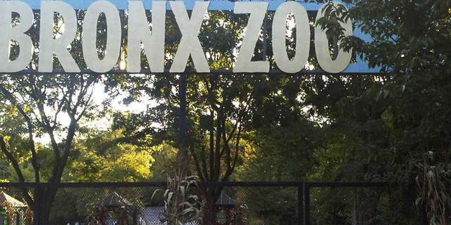 לראשונה: פנתרה בגן החיות של ניו יורק נדבקה בקורונה