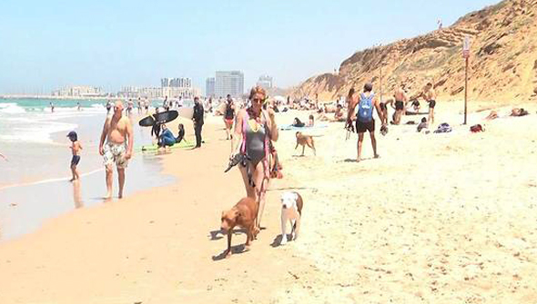מתרחצים בחוף תל אביב, צילום: ניצן דרור