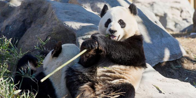 המגפה פגעה באספקת הבמבוק: גן החיות הקנדי יחזיר 2 פנדות לסין