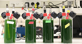 Plants as a source of energy. Photo: Iftach Yacoby