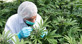 Better Israel cannabis farm. Photo: Hila Kedi